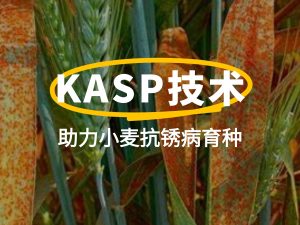 前沿聚焦 | KASP技術助力小麥抗銹病育種：從基因分型到精準選育